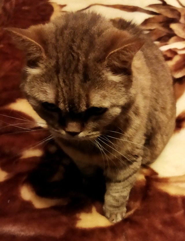 Кот шёл по улице