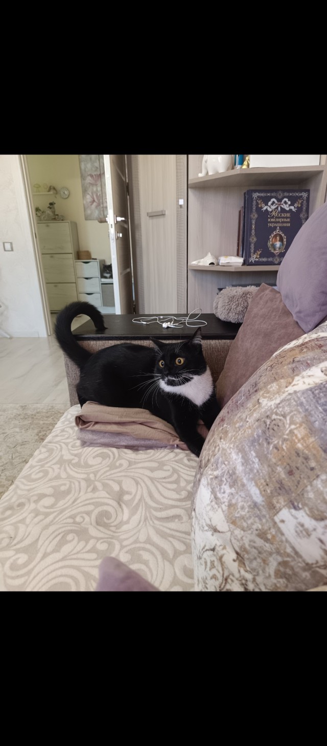 Котовторник