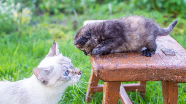Подобрали кошку