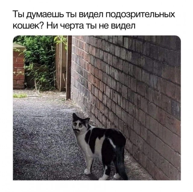 Картинки для деградации 288 (разной степени свежести)