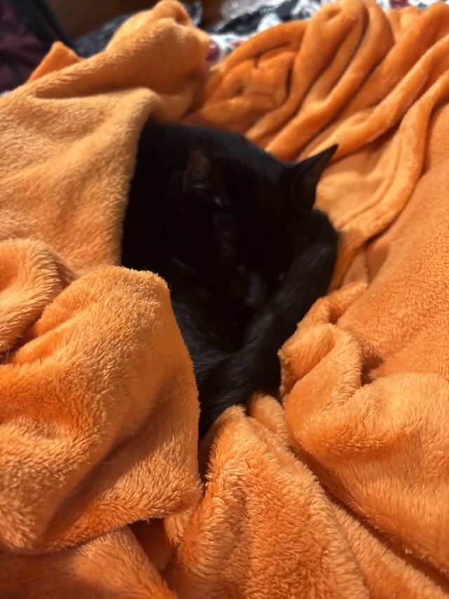 Чёрному котику очень уютно
