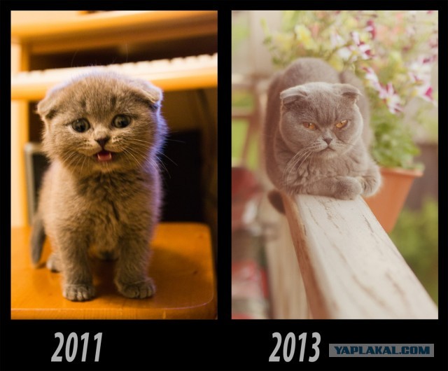 Коты и время