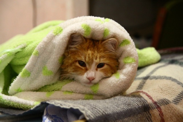 Котейка, который не знает как лежат котейки
