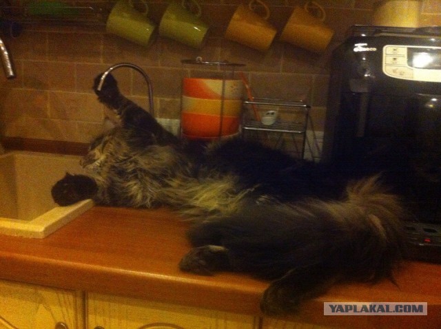 Котовторник 18.03.2014