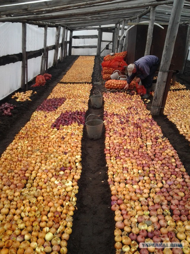 Любителям зелени