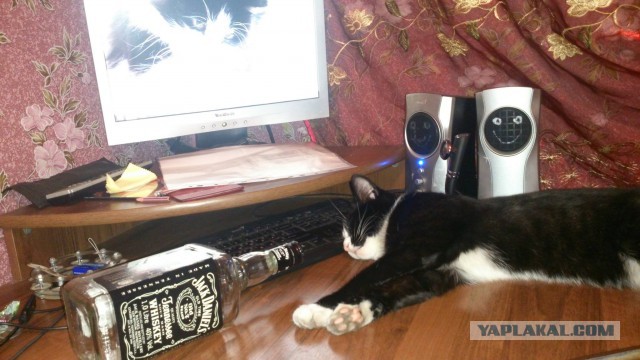 Котовторник 01.04.2014