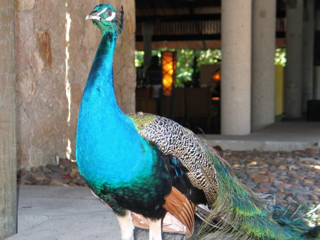 Как я съездил на Сейшелы