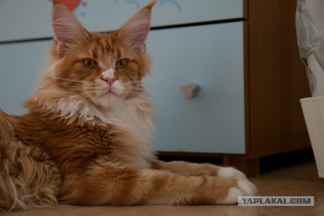 Котовторник 17.06.2014