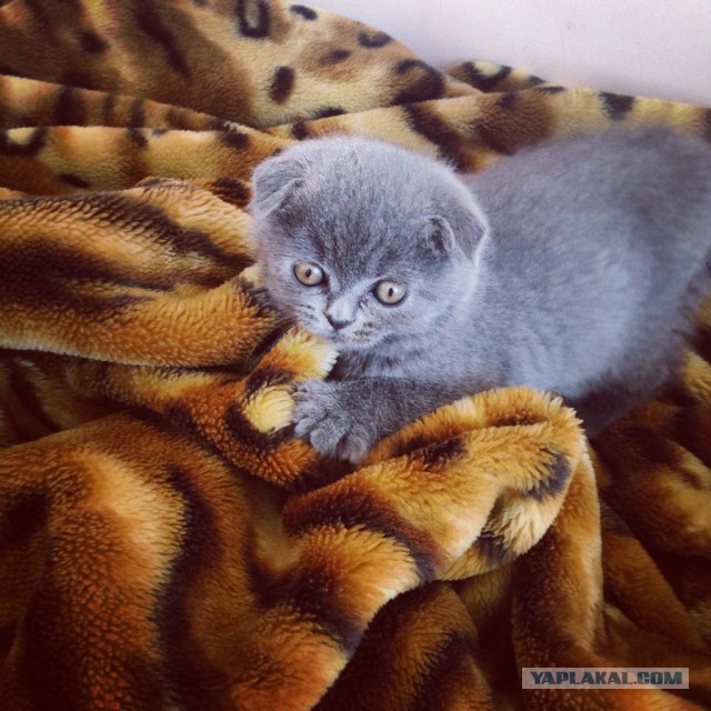 Котовторник 28.10.2014