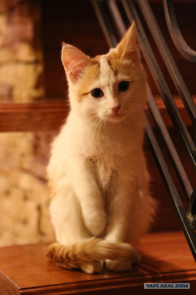 Самые популярные клички кошек и котов