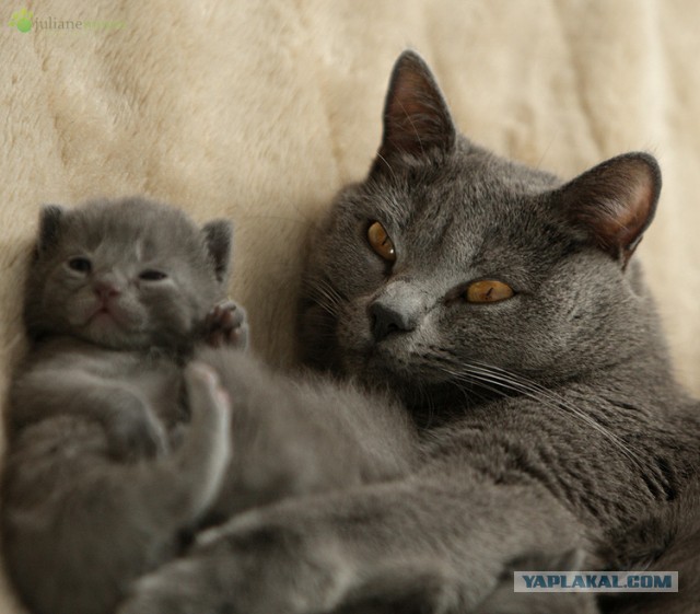 Котовторник 12.03.13