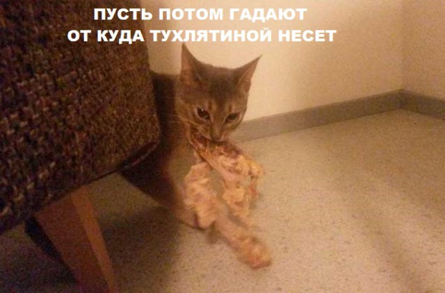 Обидели котейку? Получите, распишитесь!