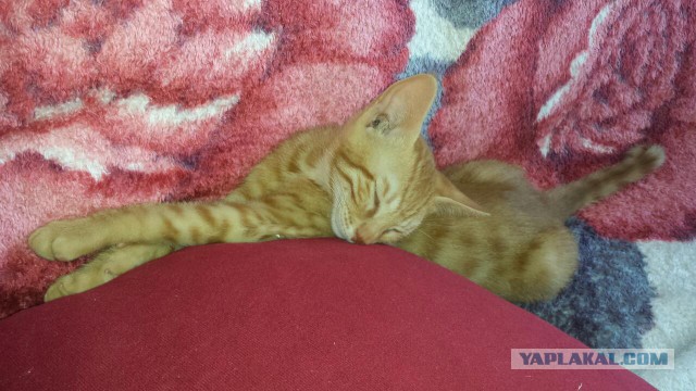 Котовторник