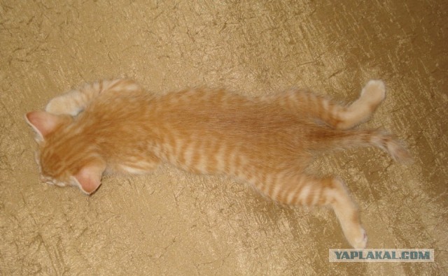 Котейка, который не знает как лежат котейки