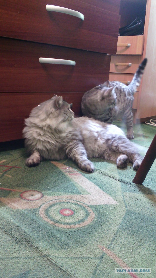 Котовторник  21.07.2015
