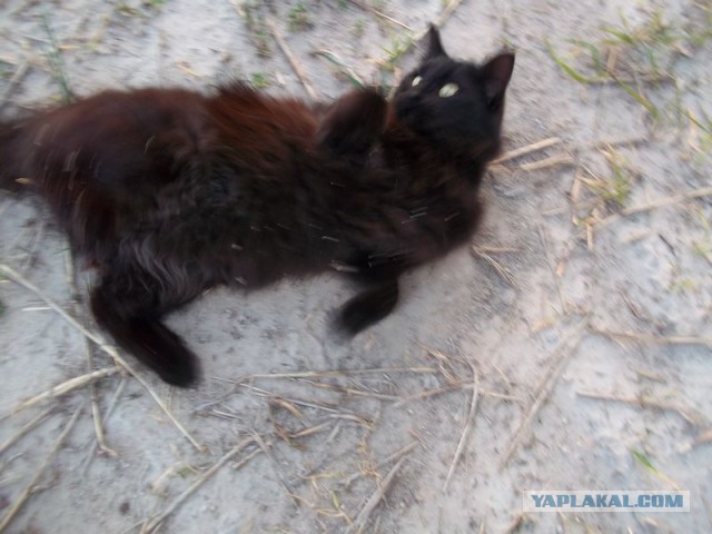 Жизнь домашнего приюта для котеек 76