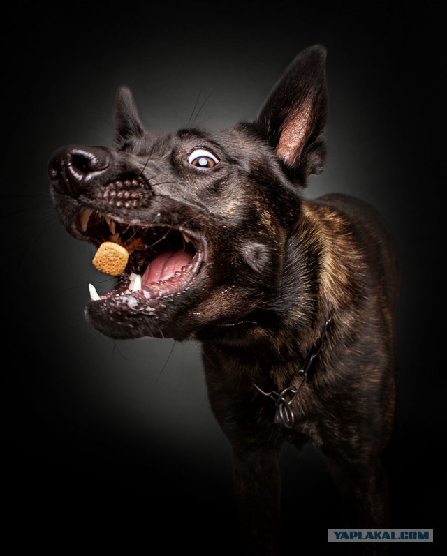 Собачья трапеза. Необычный фотопроект