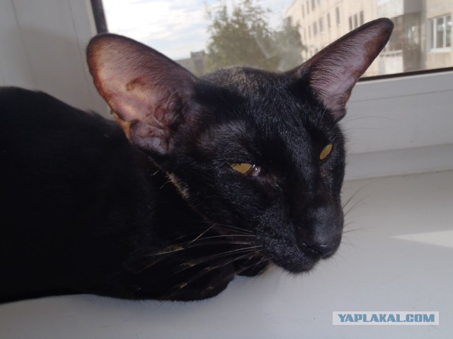 Новогодний котовторник,05.01.16.