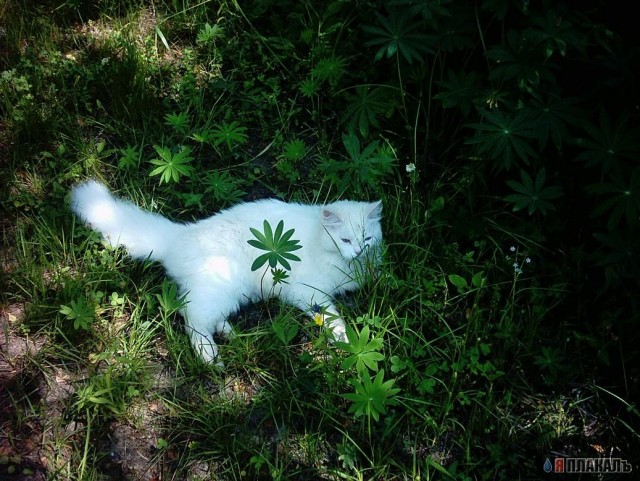 Коты, кошки, котята