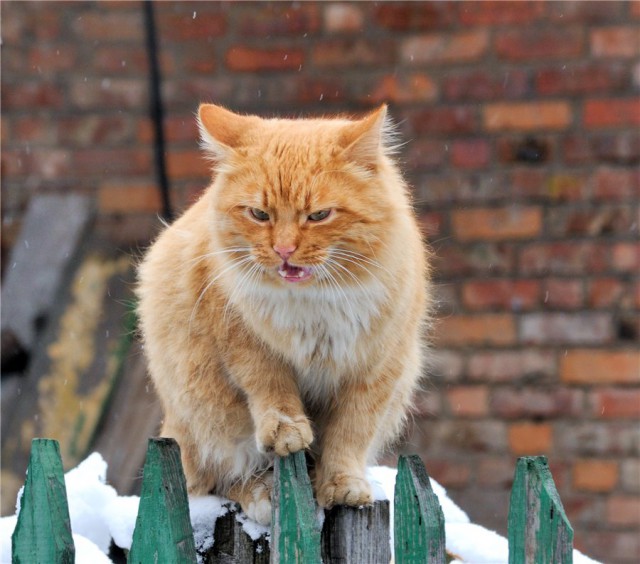 Котовторник  01.03.2016
