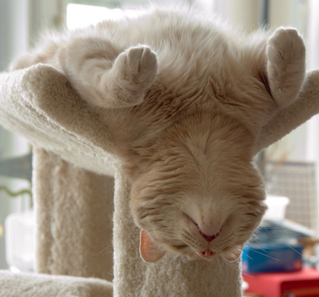 Коты, кошки, котята
