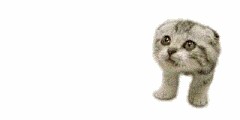 Народный котомет на фторинег