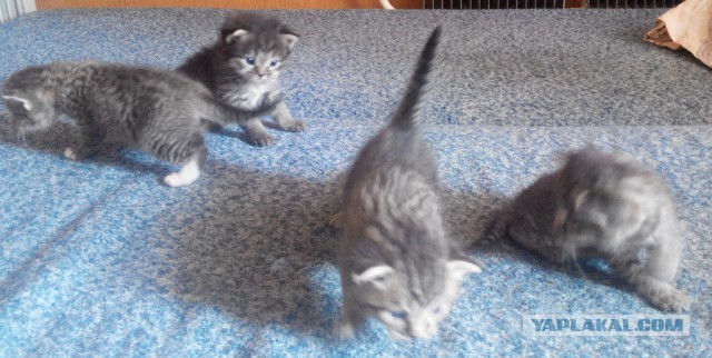 Котовторник 21.06.16