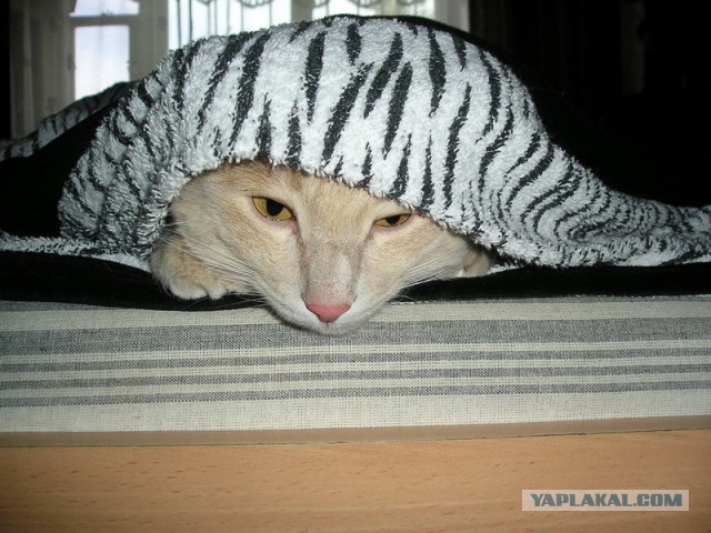 Котовторник 05.07.16