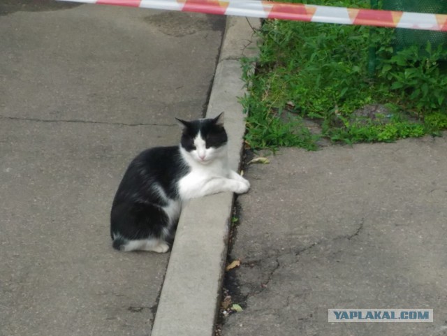 Котовторник 19.07.2016