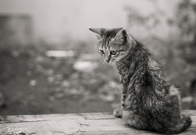 Котовторник на ЯПе (29.01)