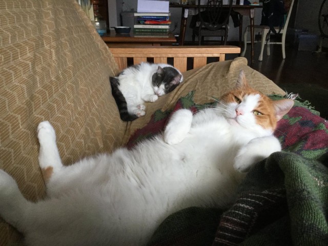 Коты из сети