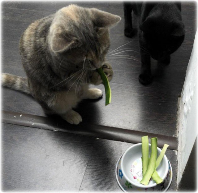 Коты из сети