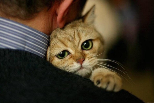 Коты из сети