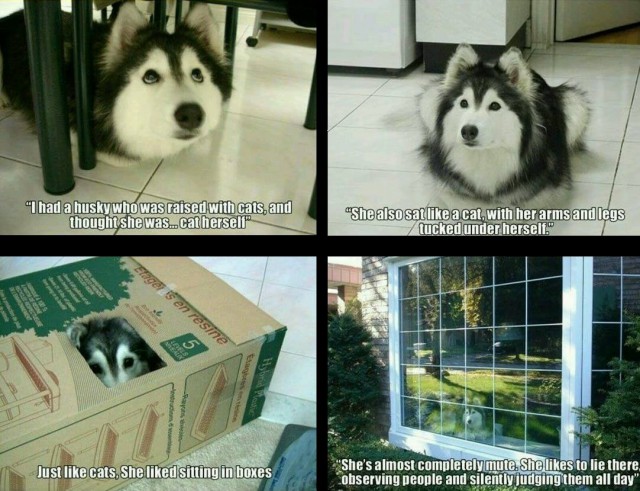 Сибирские хаски «удочерили» лучшую подругу-кошку