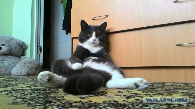 Суета вокруг кота