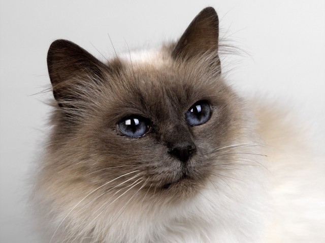 Коты и Кошки