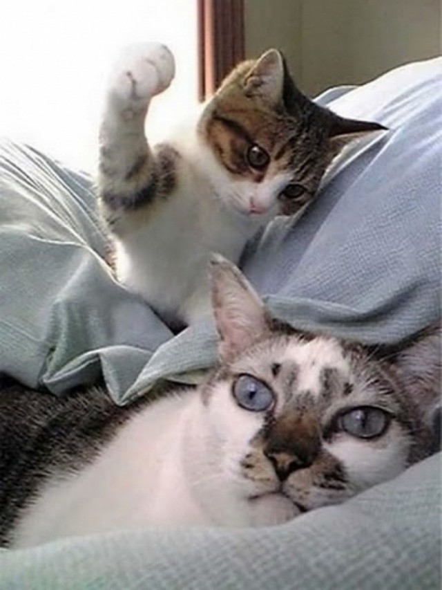 Коты и Кошки