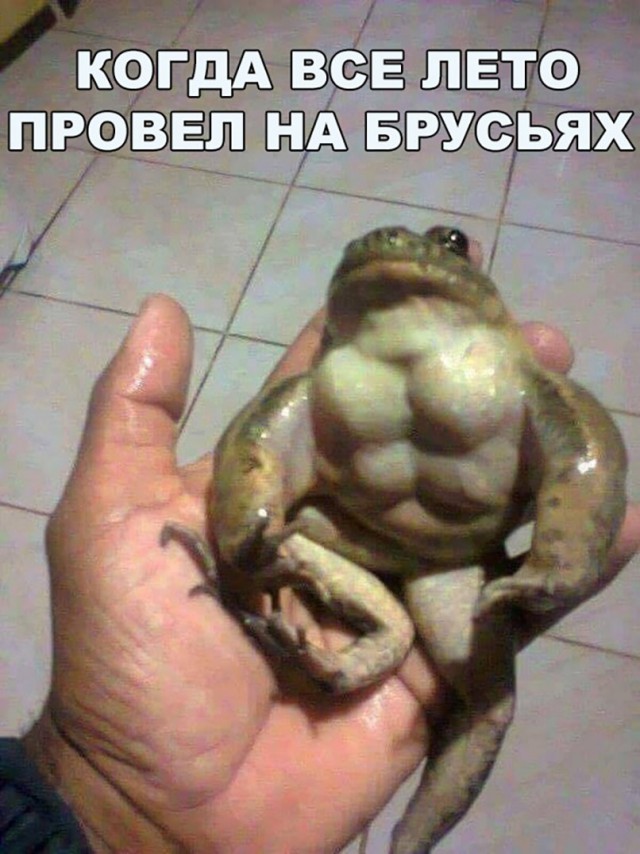 Подборка забавных животных