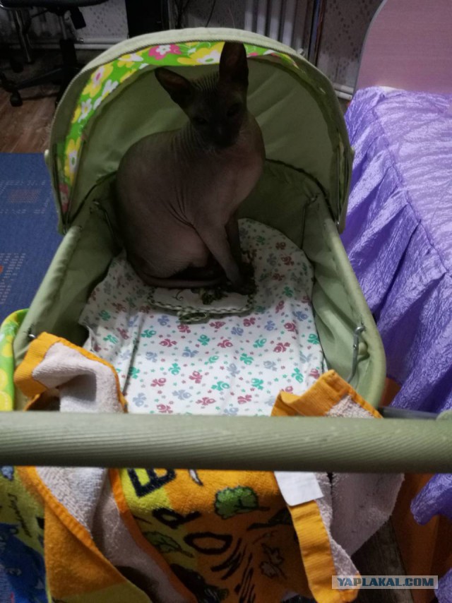 Котята моей кошки (коротенькое видео).