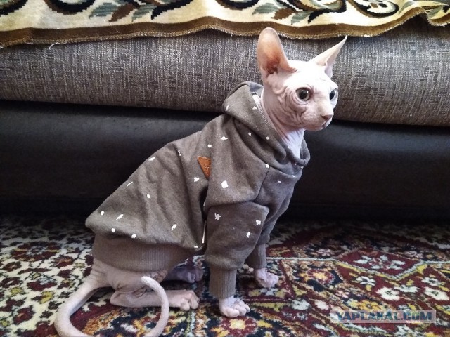Поиграй с котиком.