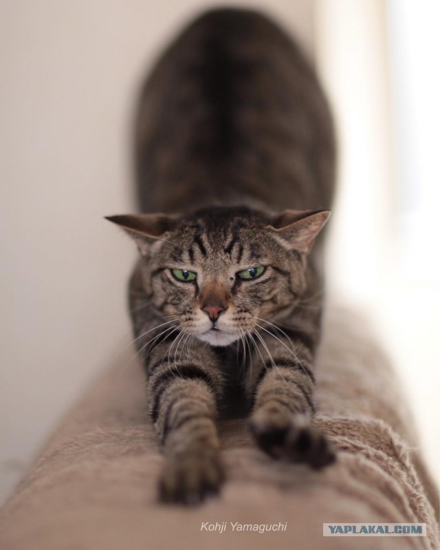 Котовторник