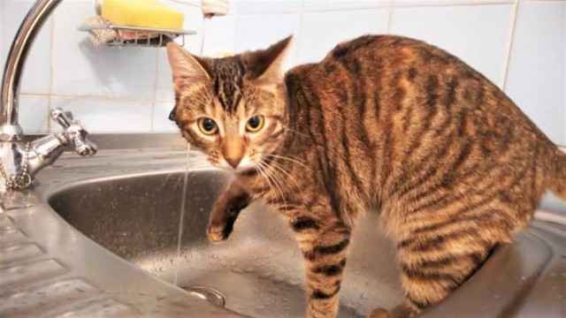 Прикольных котов пост