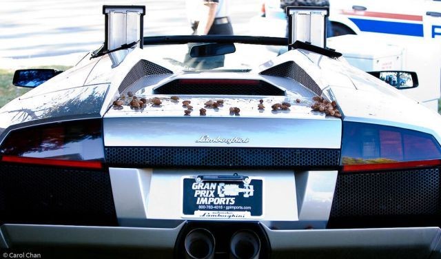 Обкатал новый Ламбик