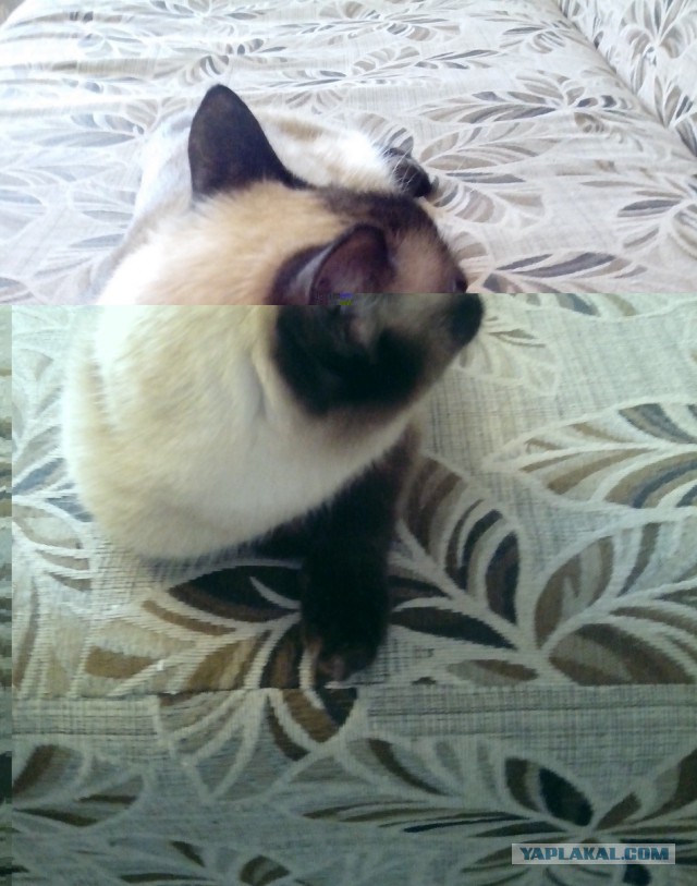 Котовторник  01.05.2018