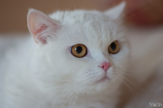 Котовторник на ЯПлакалъ (13.05.08)