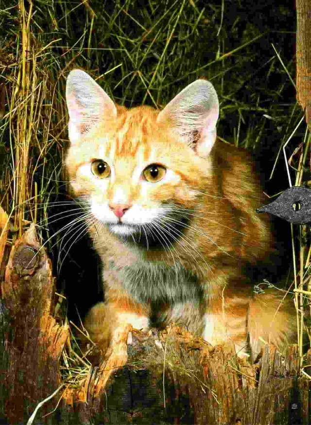 Котовторник на ЯПлакалъ (27.05.08), прикольные коты, добавляем свои!