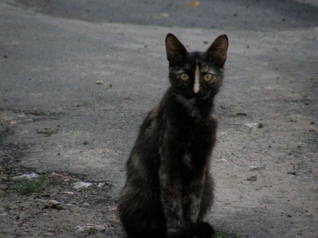 Коты на вторник на ЯПлакалъ (07.10.2008)