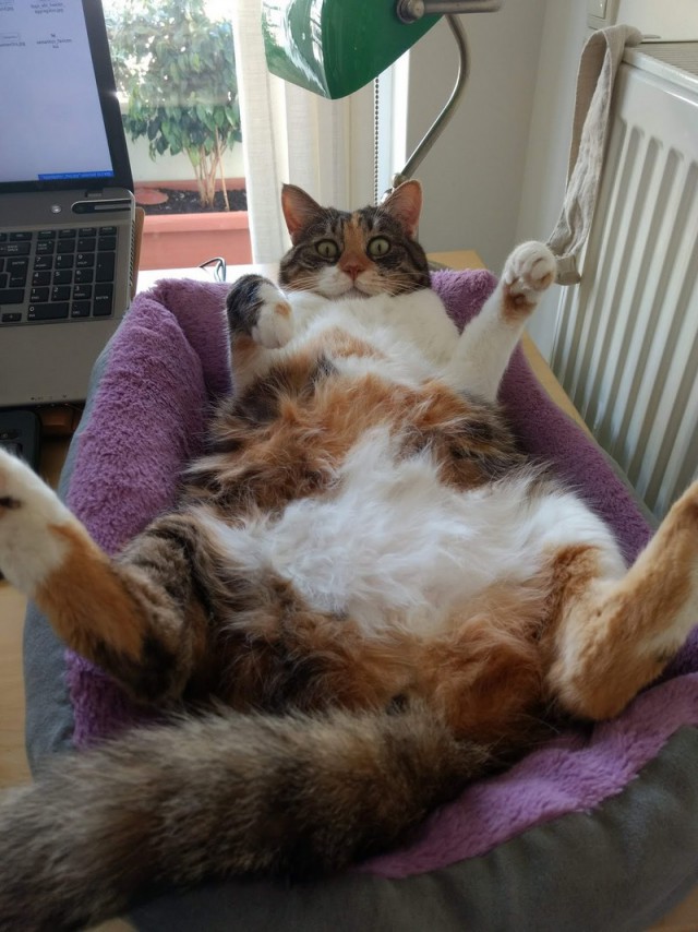 Прикольных котов пост