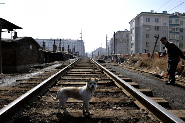 Собачья жизнь в Китае