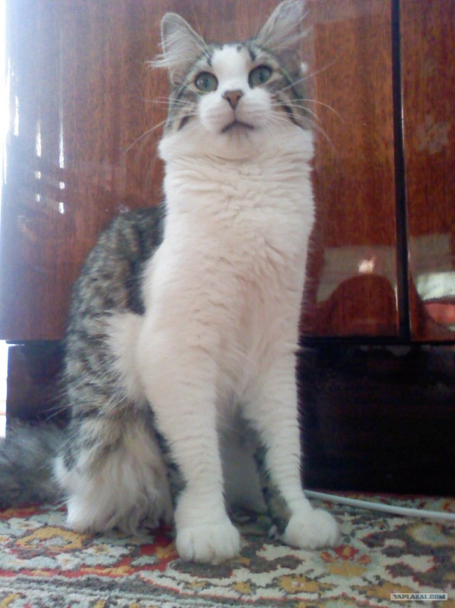 Котовторник на 1-е июня